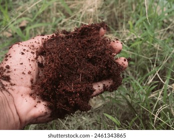 Coconut coir in the hand of an Asian man - Powered by Shutterstock