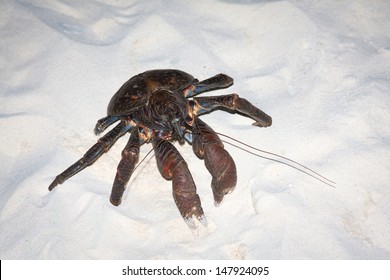 Coconut Crab, Birgus Latro