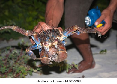 Coconut Crab, Birgus Latro