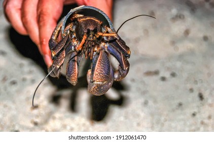 Coconut Crab Birgus Latro Using Artificial Shell, Peleliu Island, Palau, Micronesia