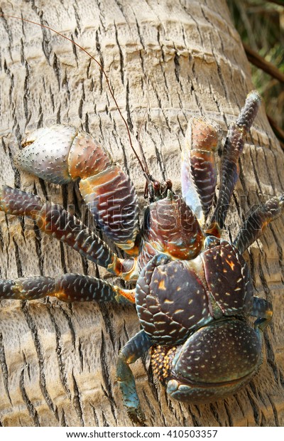 Coconut Crab Iconic Animal Batanes Islands Stock Photo (Edit Now) 410503357