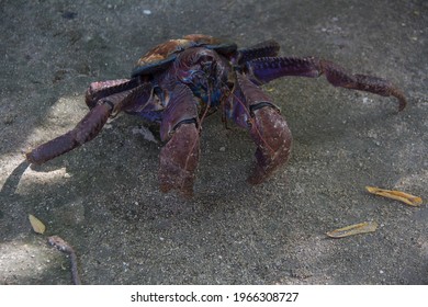 Coconut Crab Largest Invertebrates Not Backbones Stock Photo 1966308727