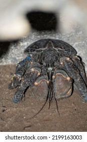 Coconut Crab At The Park