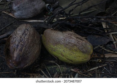 512 Falling Coconut Tree Stock Photos, Images & Photography | Shutterstock