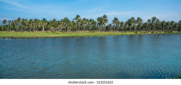 6,198 Coconut plantation thailand Images, Stock Photos & Vectors ...