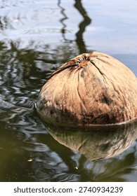 Coconut floating in the pool