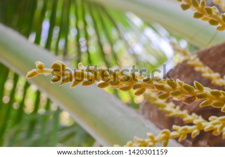 Coconut flower on tree, Spadix close up shot