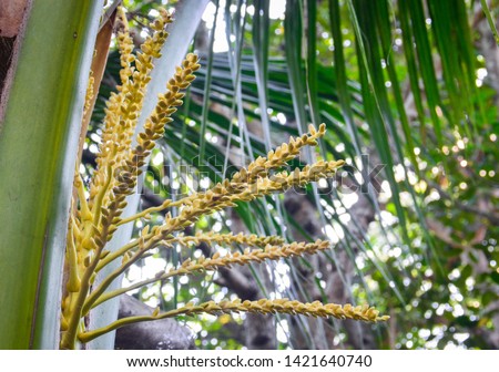 Coconut flower on tree, Spadix