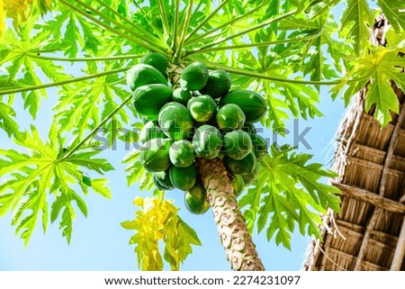 Coconut fruits on coconut palm tree. Tropical vegetation