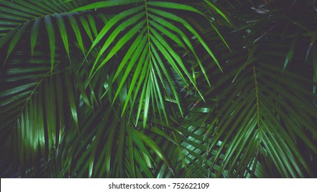 Coconut green leaf background