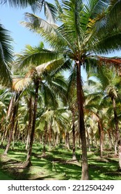 Coconut Groves In Mueang Chiang Mai District, Thailand.