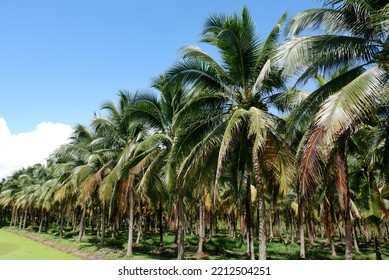 Coconut Groves In Mueang Chiang Mai District, Thailand.