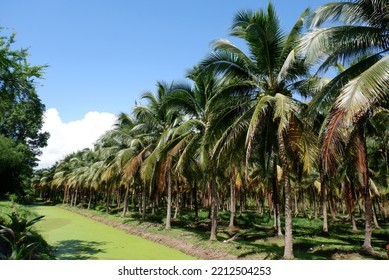 Coconut Groves In Mueang Chiang Mai District, Thailand.