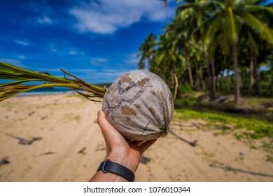 coconut in hand