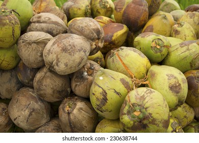 coconut-harvest-indonesia-260nw-23063874