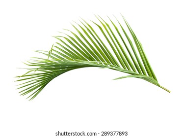 151,801 Coconut leaf isolated Images, Stock Photos & Vectors | Shutterstock