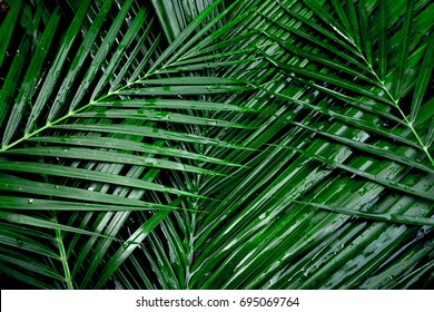 Coconut Leaf