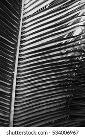 Coconut leaf B&W