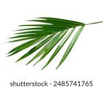 Coconut leaf fronds on a white background