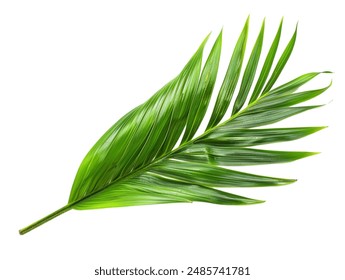 Coconut leaf fronds on a white background - Powered by Shutterstock