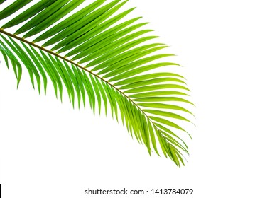 418,847 Coconut leaf background Images, Stock Photos & Vectors ...