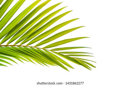 Coconut Leaf Isolated On White Background Stock Photo 1431862277 ...