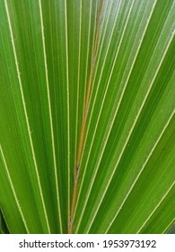 Coconut Leaf Macro Shot .A Beautiful Image Of Baby Coconut Tree Leaf.