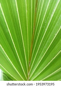 Coconut Leaf Macro Shot .A Beautiful Image Of Baby Coconut Tree Leaf.