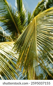 Coconut leaf pattern with sunlight on the Togean Islands Beach, Central Sulawesi province with a slight blur effect in the background. Photo taken during the day with a Fujinon 35 mm f 1.4 lens