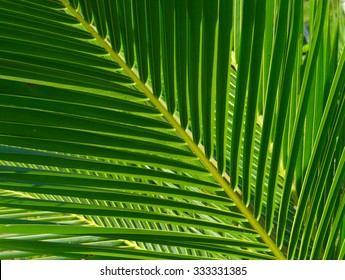 Coconut Leaves Background