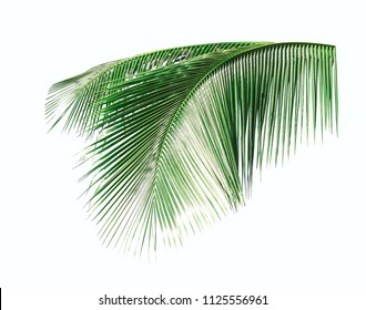 Coconut Leaves Coconut Fronds Green Plam Stock Photo 1125556961 ...