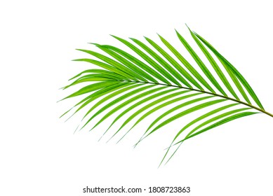 Coconut leaves or Coconut fronds, Green plam leaves, Tropical foliage isolated on white background with clipping path