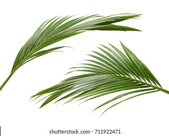 Coconut leaves or Coconut fronds, Green plam leaves, Tropical foliage isolated on white background with clipping path - Shutterstock ID 711922471