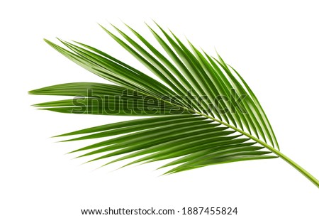 Similar – Image, Stock Photo Close up young evergreen pine tree branches with long its needles in the forest or park on sunny day. Christmas, New year gift card. Coniferous lush fir. Festive natural background