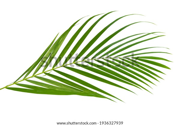 Coconut Leaves Coconut Fronds Green Plam Stock Photo 1936327939 ...