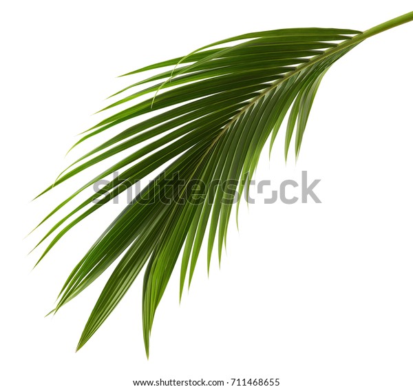 椰子叶或椰子叶 绿色plam 叶 热带叶子隔离在白色背景与剪切路径库存照片 立即编辑 椰子叶或椰子叶 绿色plam 叶 热带叶子隔离在白色背景与剪切路径库存照片 立即编辑