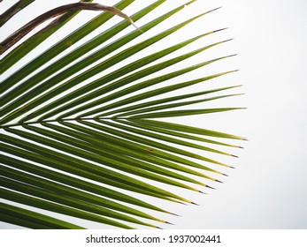 Coconut leaves for green background image