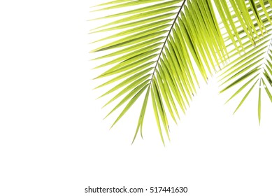 Coconut Leaves On Isolated Background.