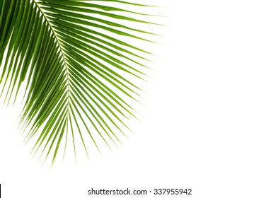 Coconut Leaves On White Background