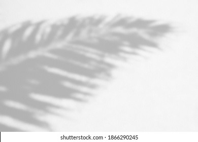 Coconut Leaves Shadow On Concrete Wall Texture Background.