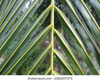 Coconut leaves, with a zizag leaf structure