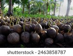 Coconut nursery for palm farm with many seedling on plantation at Ben Tre, Mekong Delta, Vietnam, bud grow from shells in green, young life of plant in garden
