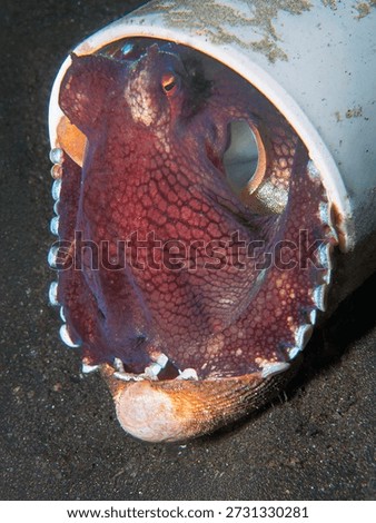 Coconut octopus sheltering inside discarded plastic pipe on sandy seabed in Lembeh Strait Indonesia