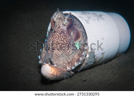 Coconut octopus using plastic cup and shell for shelter on sandy seafloor in Lembeh Strait Indonesia