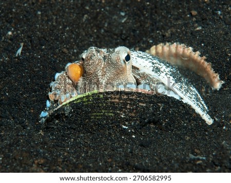 Coconut octopus using seashell for shelter on black sand in Lembeh Indonesia