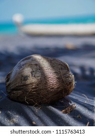 Coconut On Black Sand Beach Vieques Puerto Rico