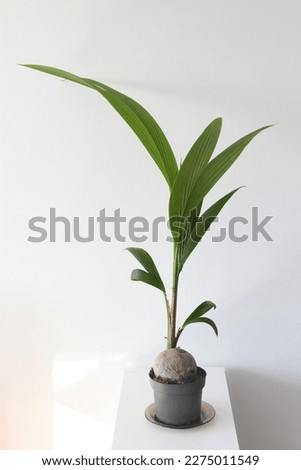 Coconut palm (Cocos nucifera) indoor tree, isolated on a white background. Portrait orientation.
