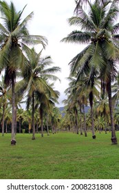 Coconut Palm Grove At Thala Beach Nature Reserve, Queensland, Australia
