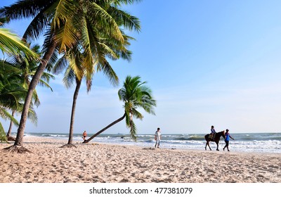 Coconut palm and horse on the hua hin beach,Hua Hin beach Thailand.