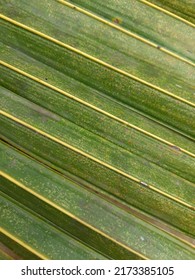 Coconut palm leaf sturcture. parallel combinations.